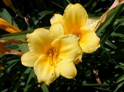 Floral bloom nature