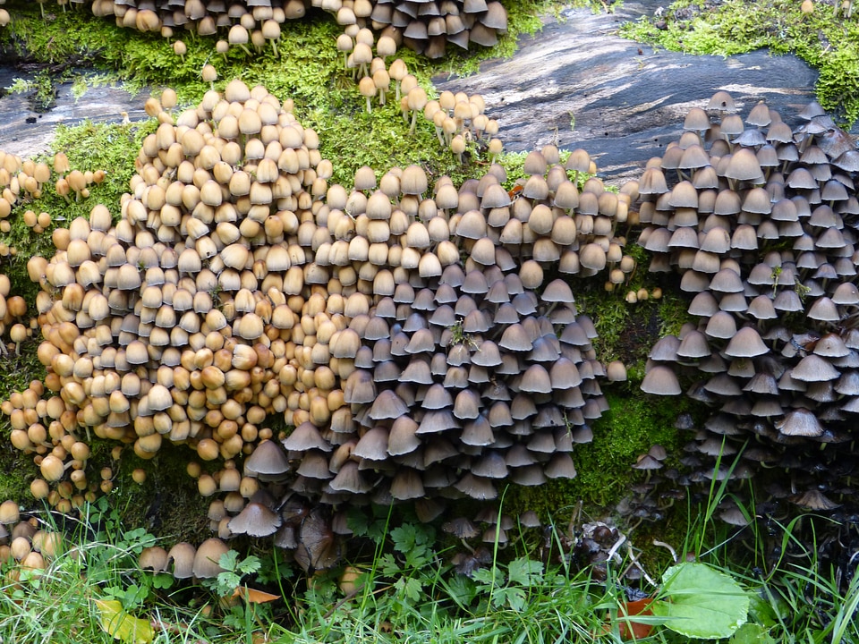 Colony forest nature