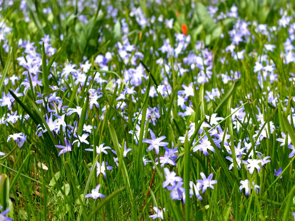 Green blue plant