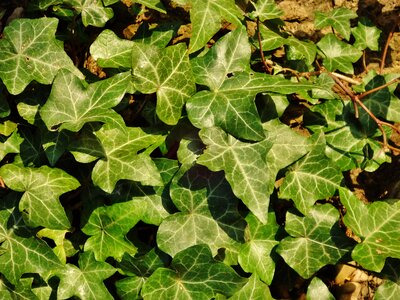 Tree leaves green