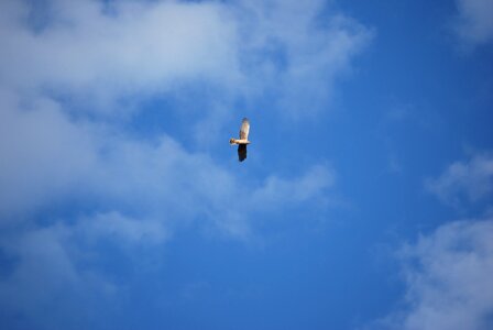 Nature peel sky
