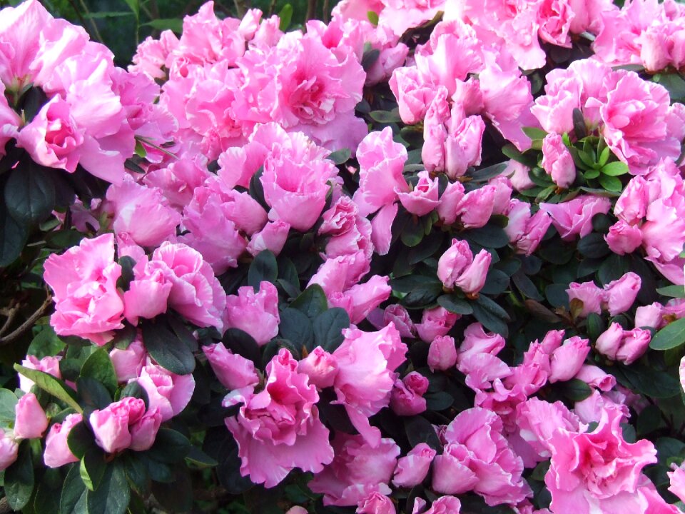 Flowers flower spring