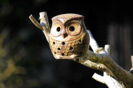 Bird birds animal
