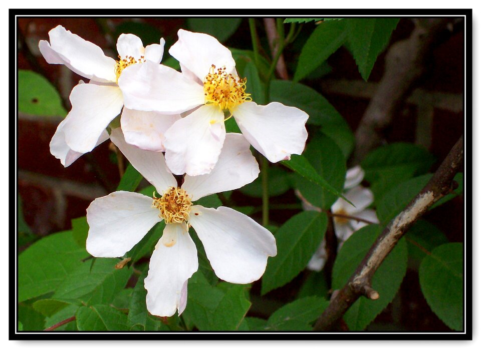 Old fashioned nature garden