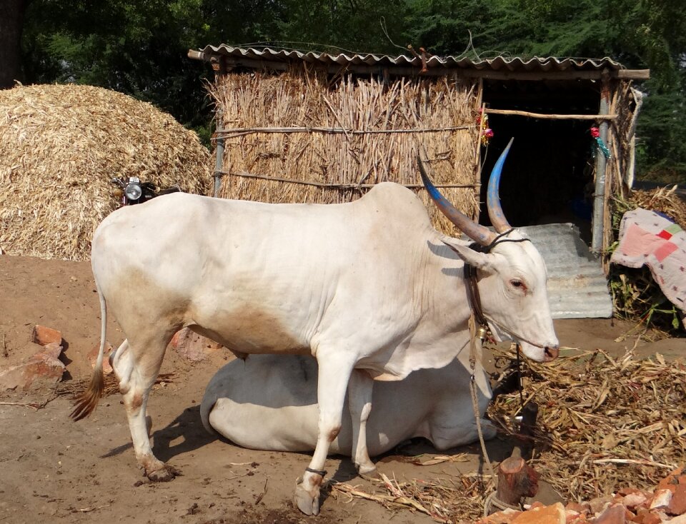 Draught animal karnataka india