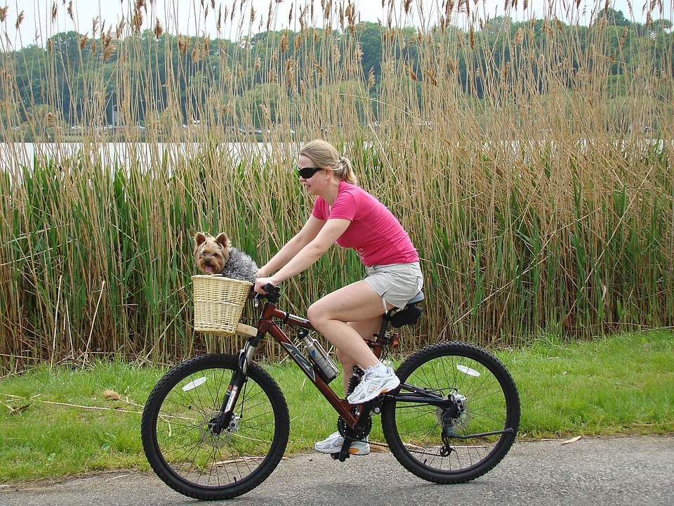 Grass animal dog