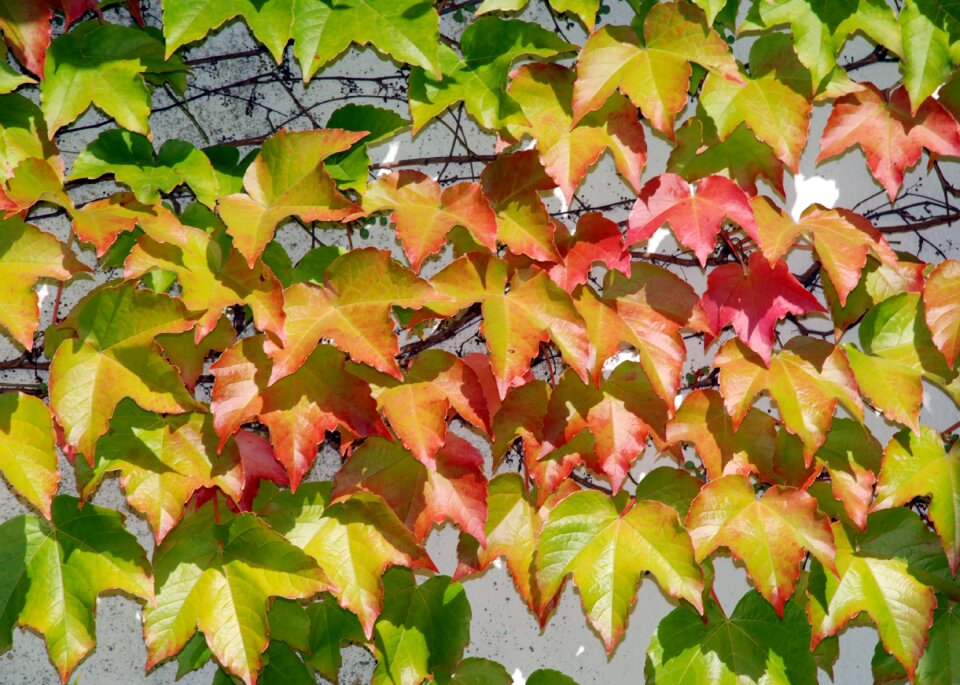 Ranke wall background