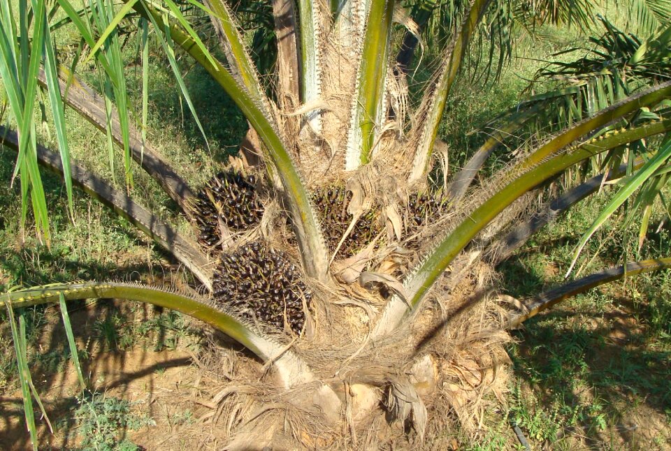 Vegetable oil horticulture karnataka