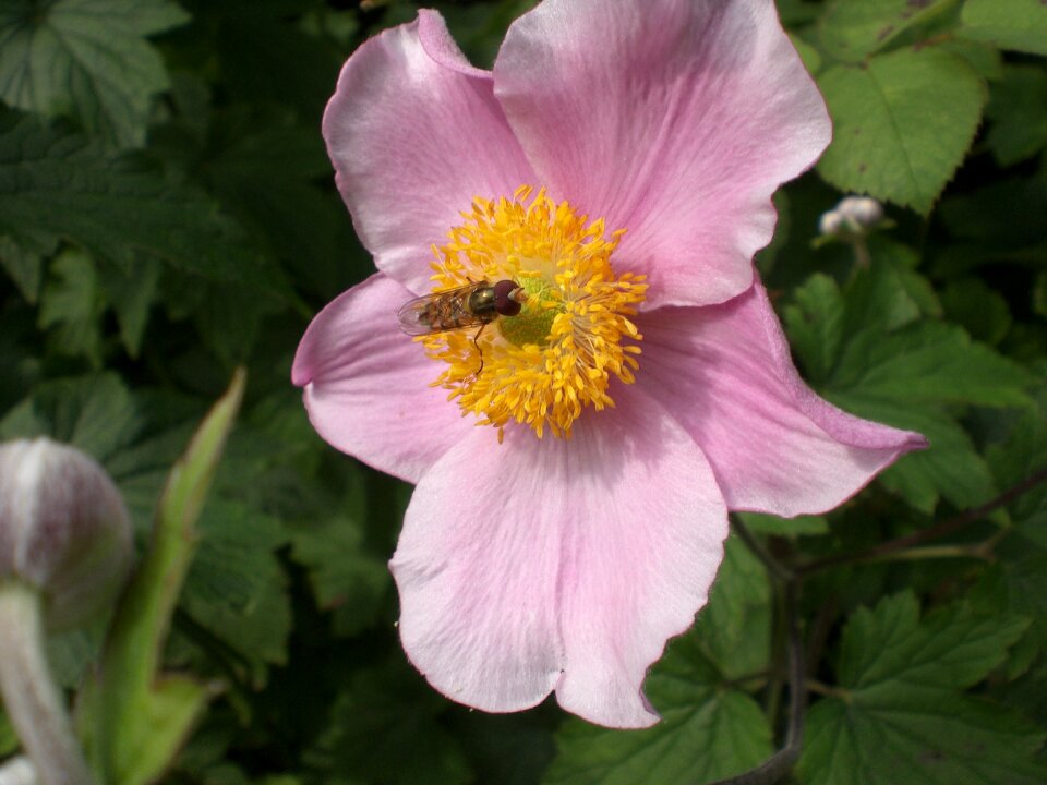 Pink flower fall anemone