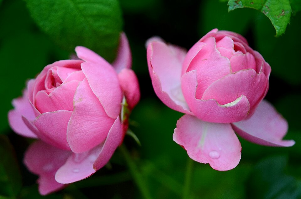 Pink garden blooming