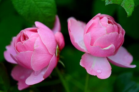 Pink garden blooming