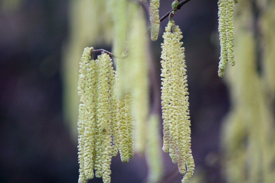 Nature shrubs plant