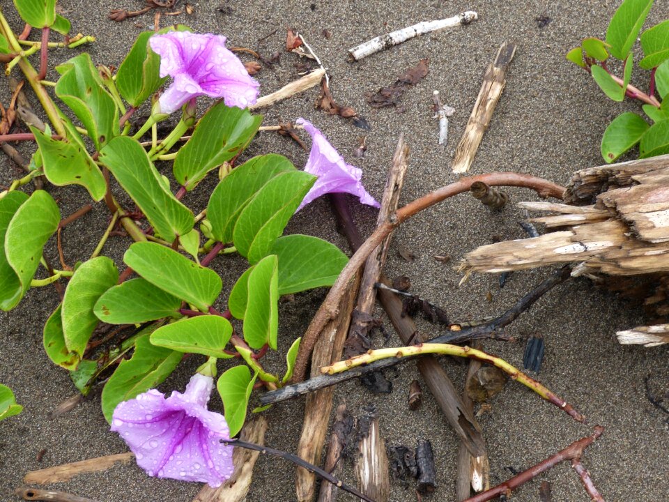 Flower winds bindweed