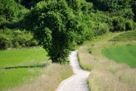 Tree landscape summer
