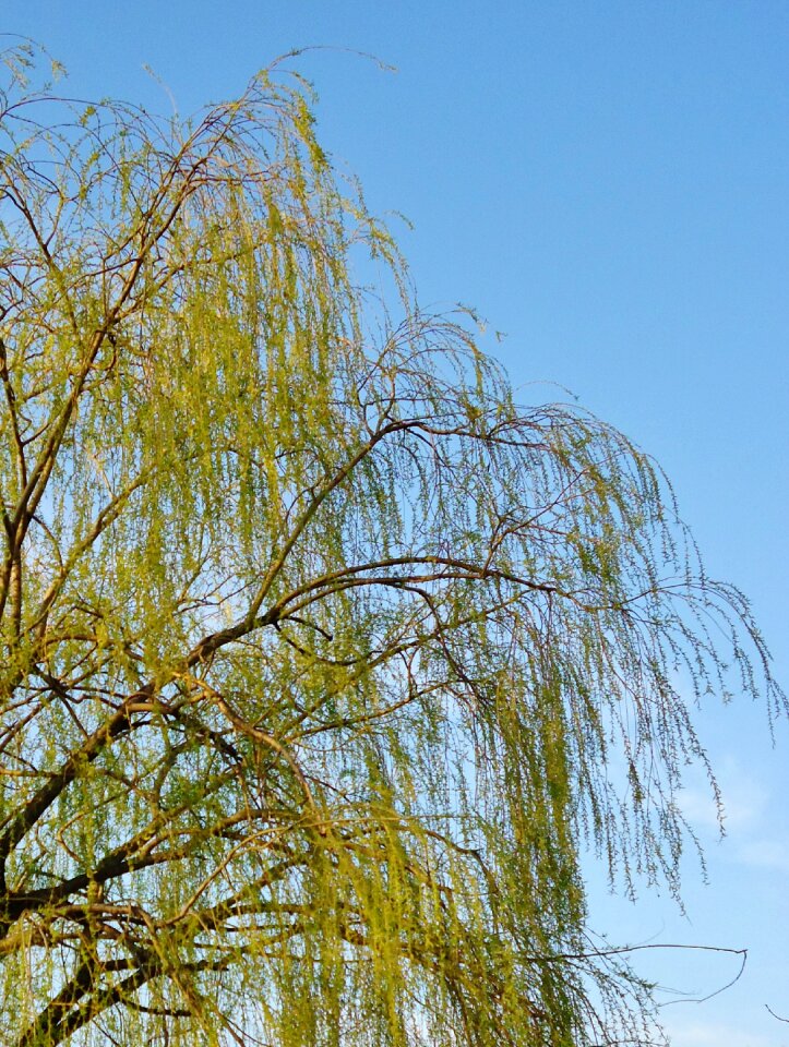 Weeping willow green tree
