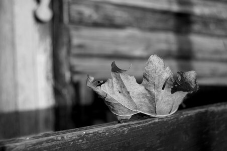 Lonely wither wood