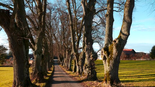 Tree lined avenue marktoberdorf trees