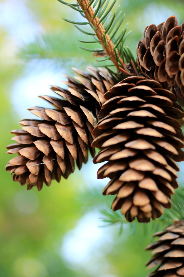 Fall pine trees mountain pine