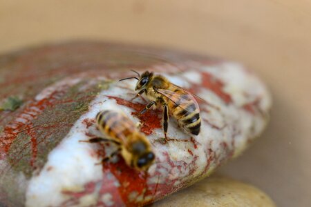 Buckfast insect stone