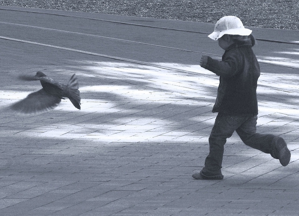Bird dove childhood
