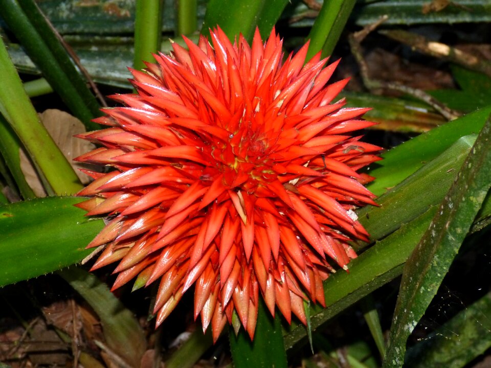 Bloom nature plant