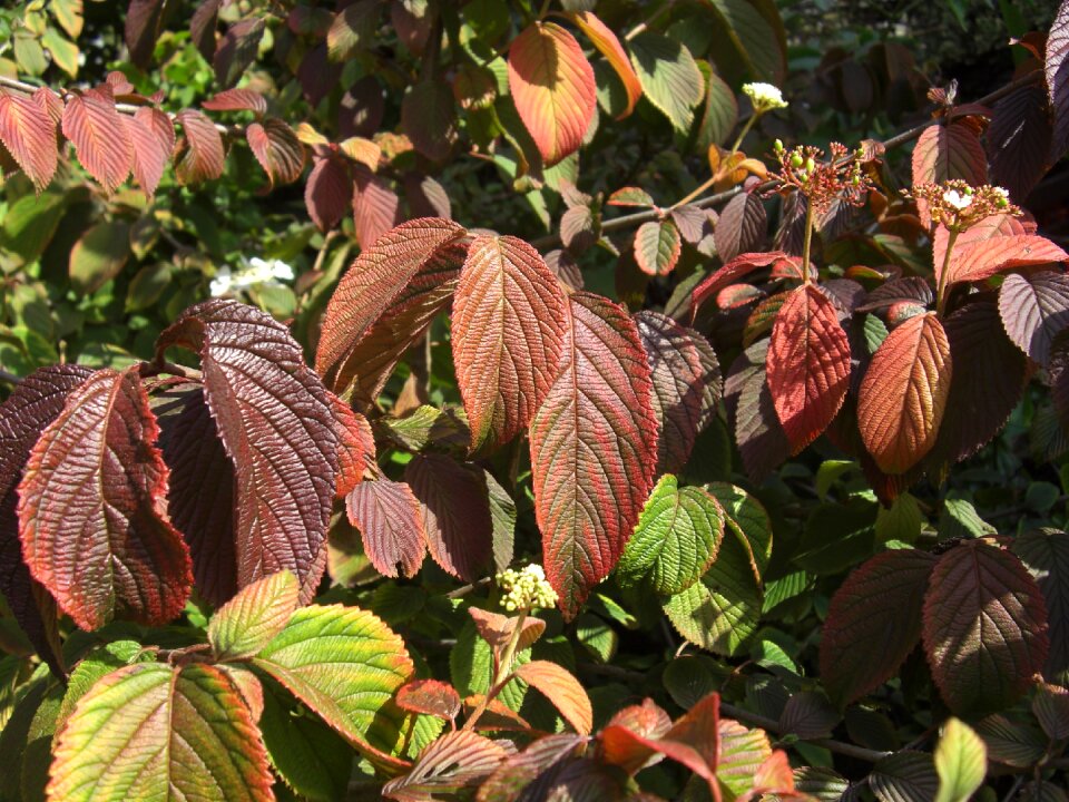 Colorful fall foliage brown
