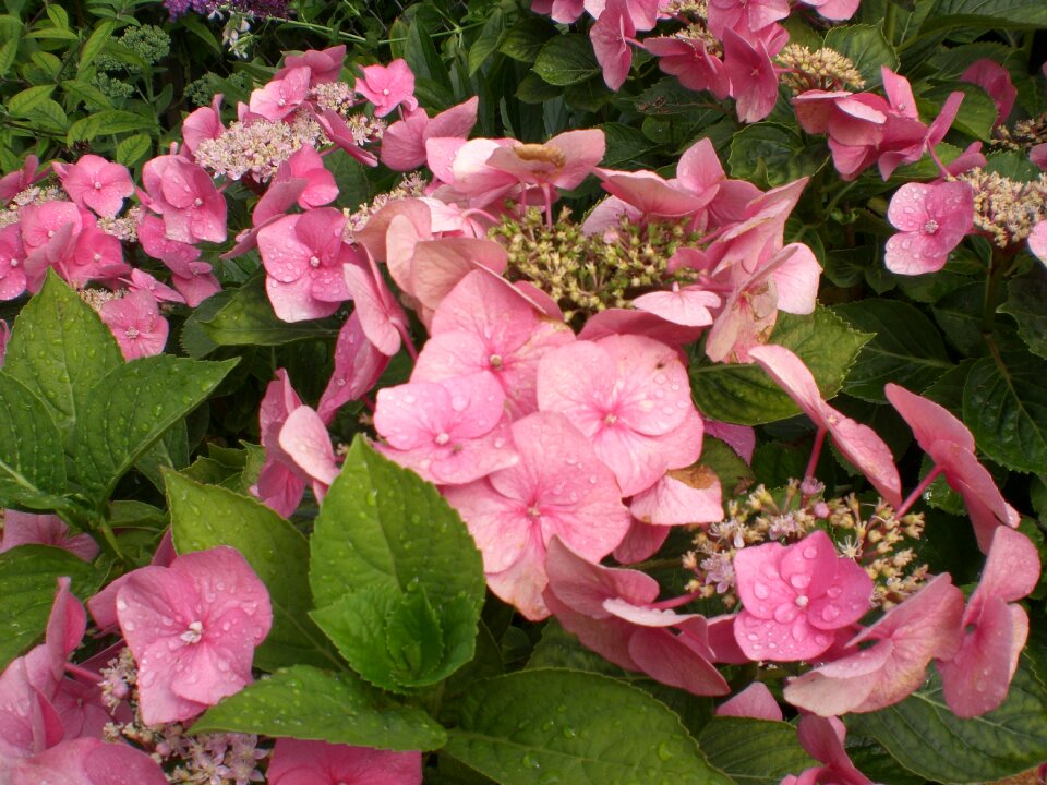 Bloom hortensis ornamental shrub