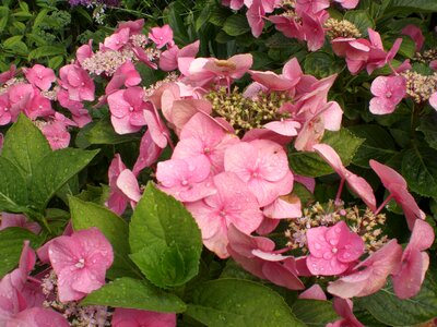 Bloom hortensis ornamental shrub photo