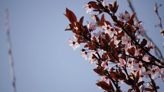 Blossom bloom tree