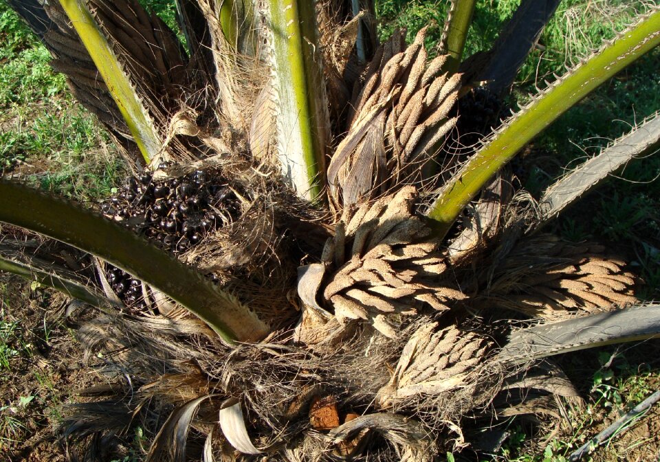 Horticulture karnataka india