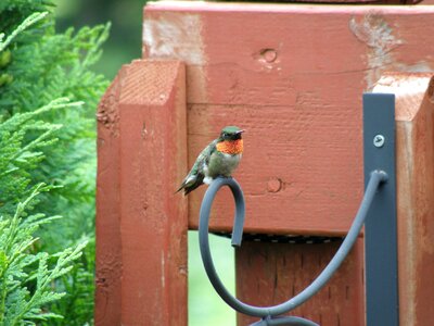 Nature outside wildlife