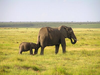 Wilderness animal animals