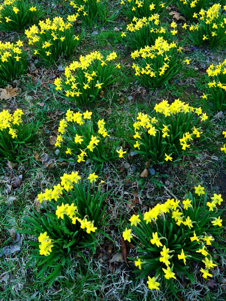 Flower flowers nature