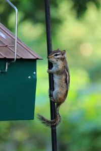 Animals outdoors park