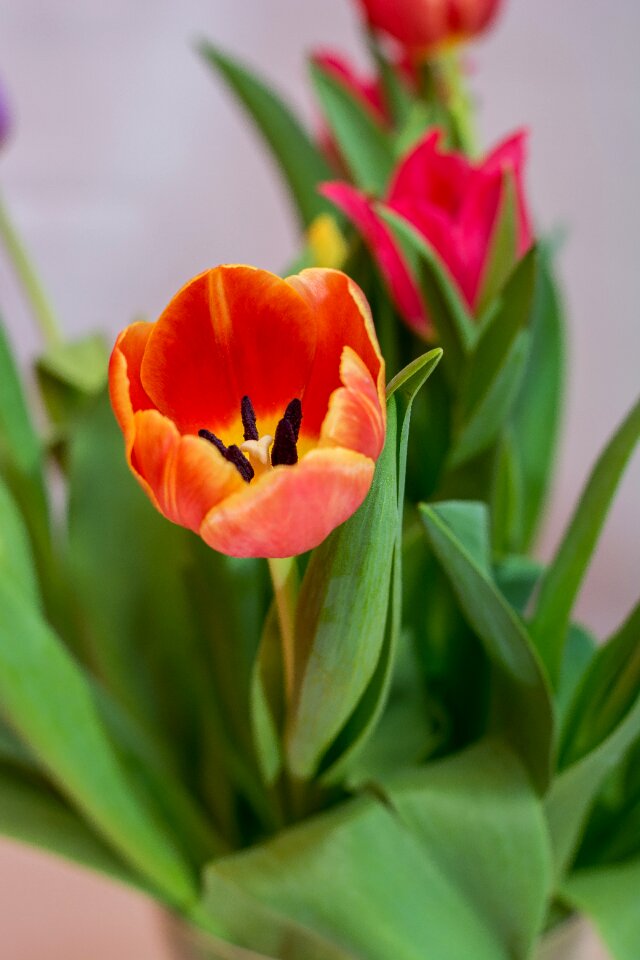 Bouquet flowers flower