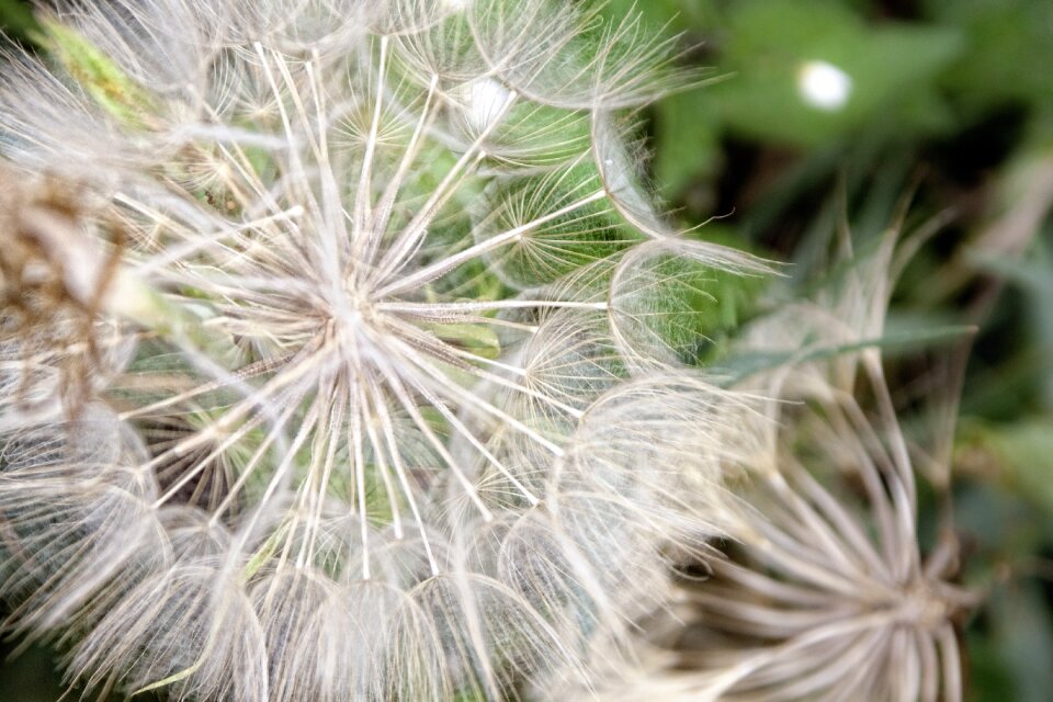 Dandelion close up plant