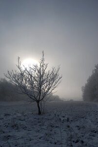 Fog winter snow