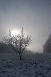 Fog winter snow photo