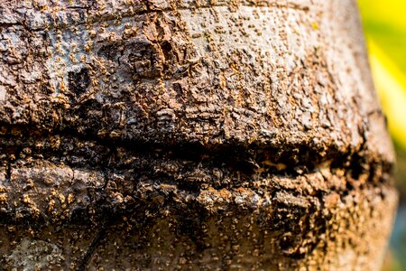 Tree log bark