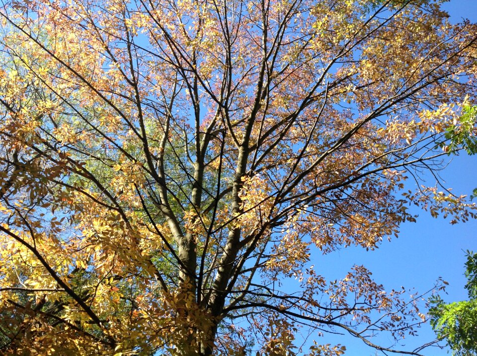 Leaves nature branches photo