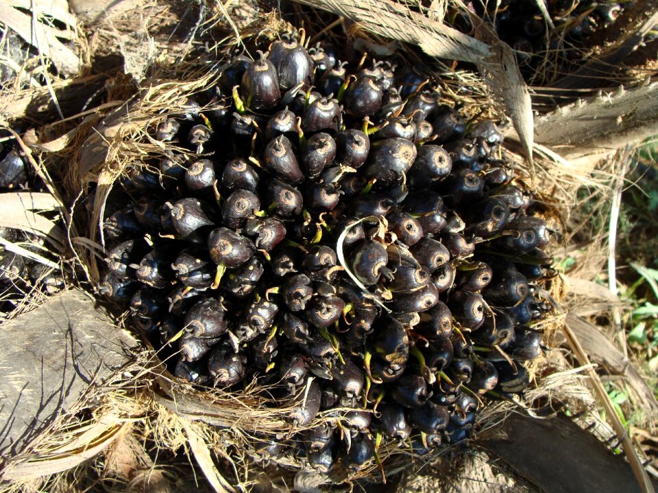 Horticulture karnataka india