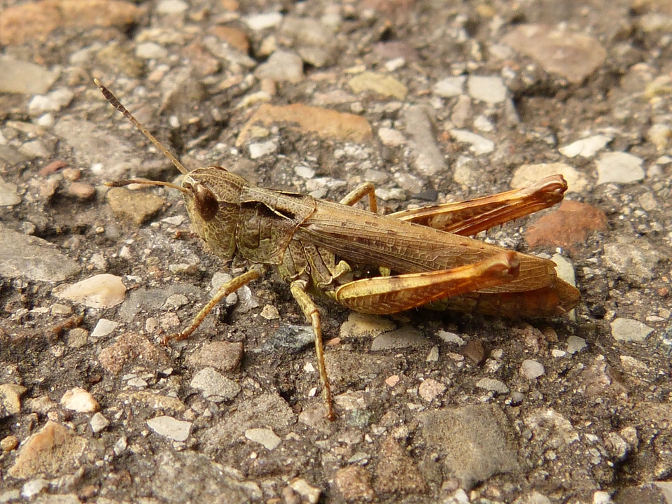 Invertebrates forest nature