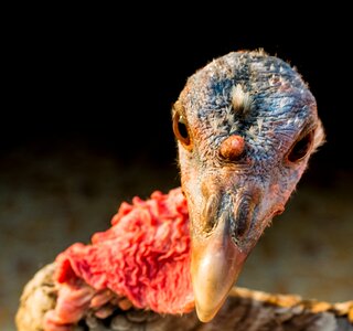 Turkey bird Free photos