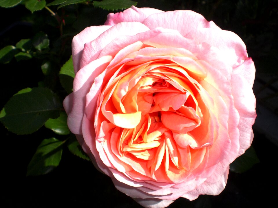 Rose bloom fragrance romantic