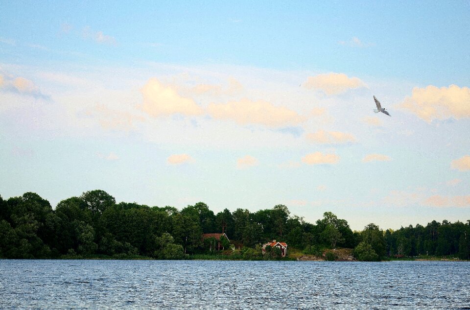 Water bird sea coast