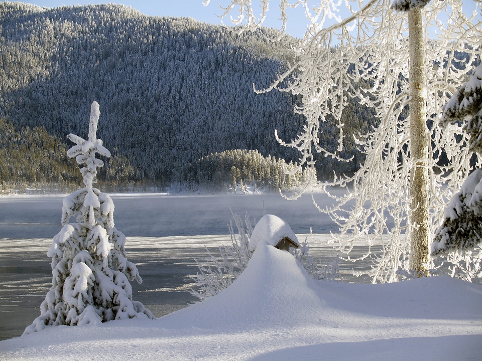 Snow ice trees photo