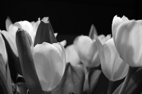 Plant bloom spring