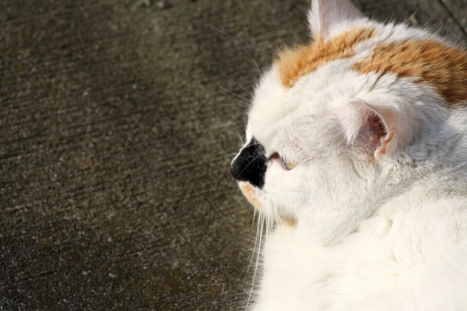 Close up domestic cat head