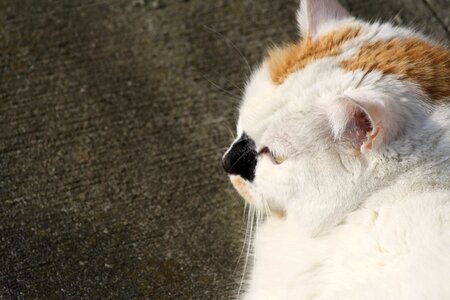 Close up domestic cat head photo