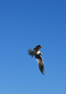 Birds flying water bird